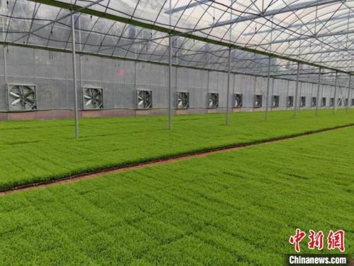 湖南祁阳 早稻播种面积38万亩，机械插播助力农民增收